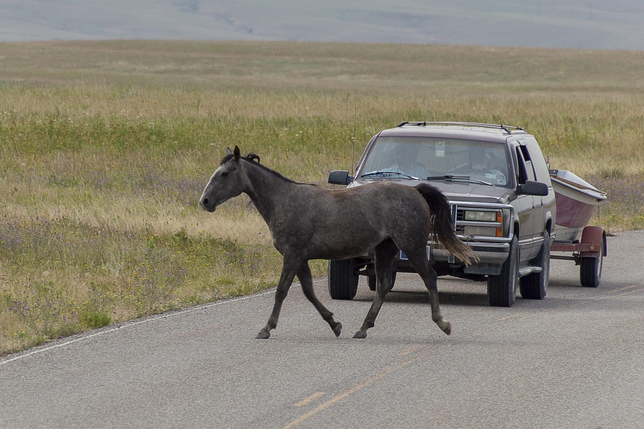 Is It Safe to Drive in Mongolia? What Tourists Need to Know (2026)