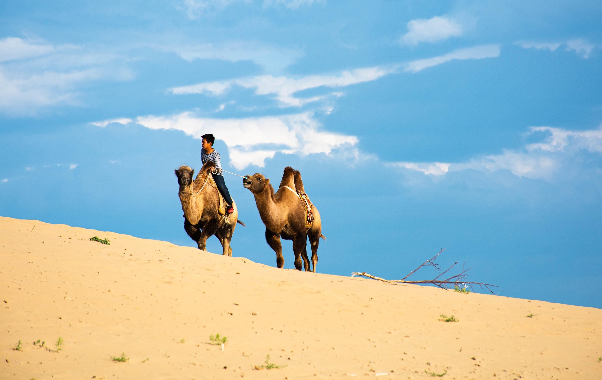 Bactrian camels in the Gobi Desert, reachable only by vehicle in Mongolia